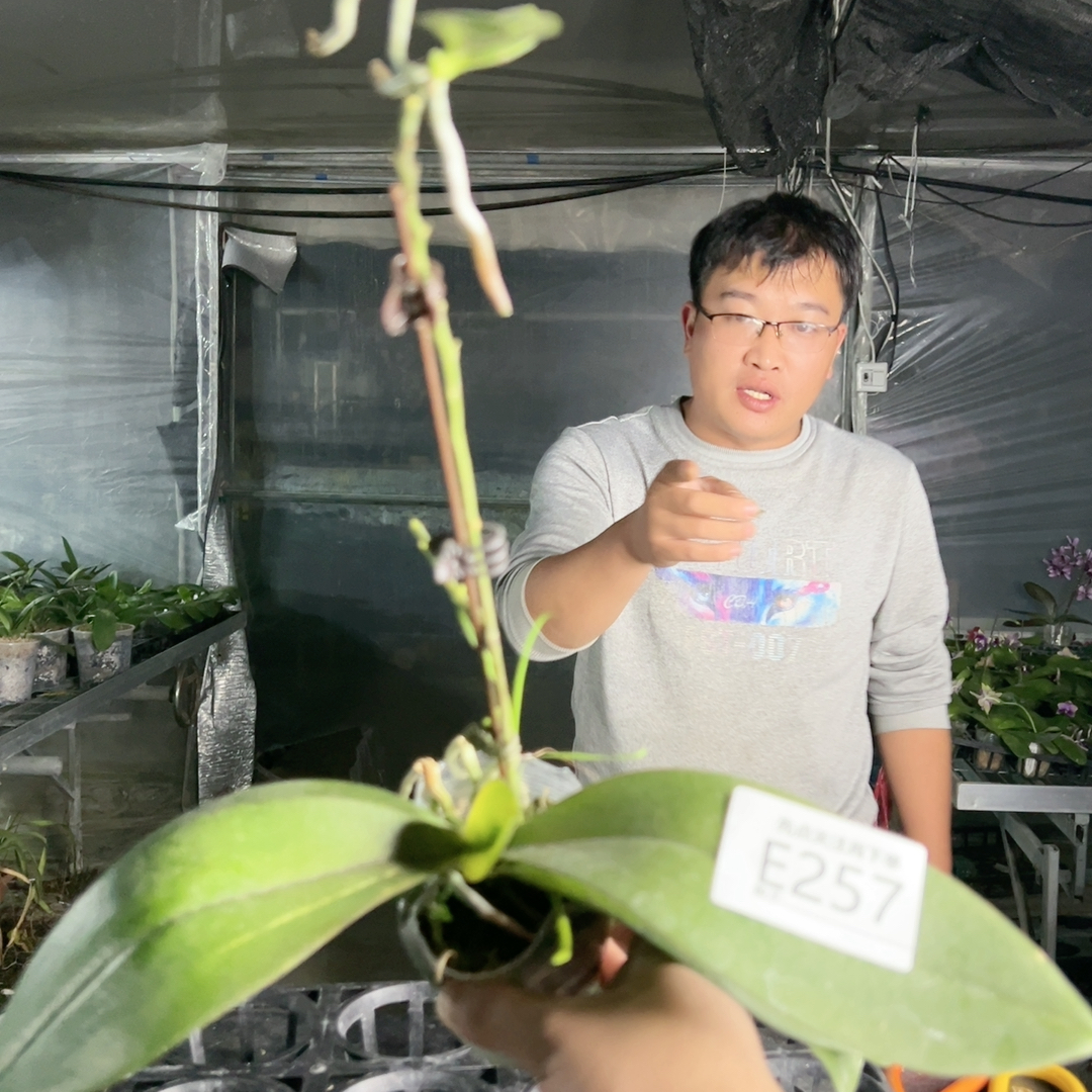 E257。原生种盲盒带高芽 清仓大捡漏