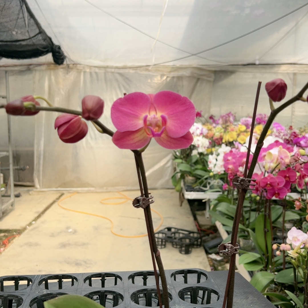 1321红苹果双剑3.0杯,鲜花速递/花卉仿真/绿植园艺,国兰/杂交兰/洋兰类,淘宝优惠券,粉丝福利购,淘宝优惠卷