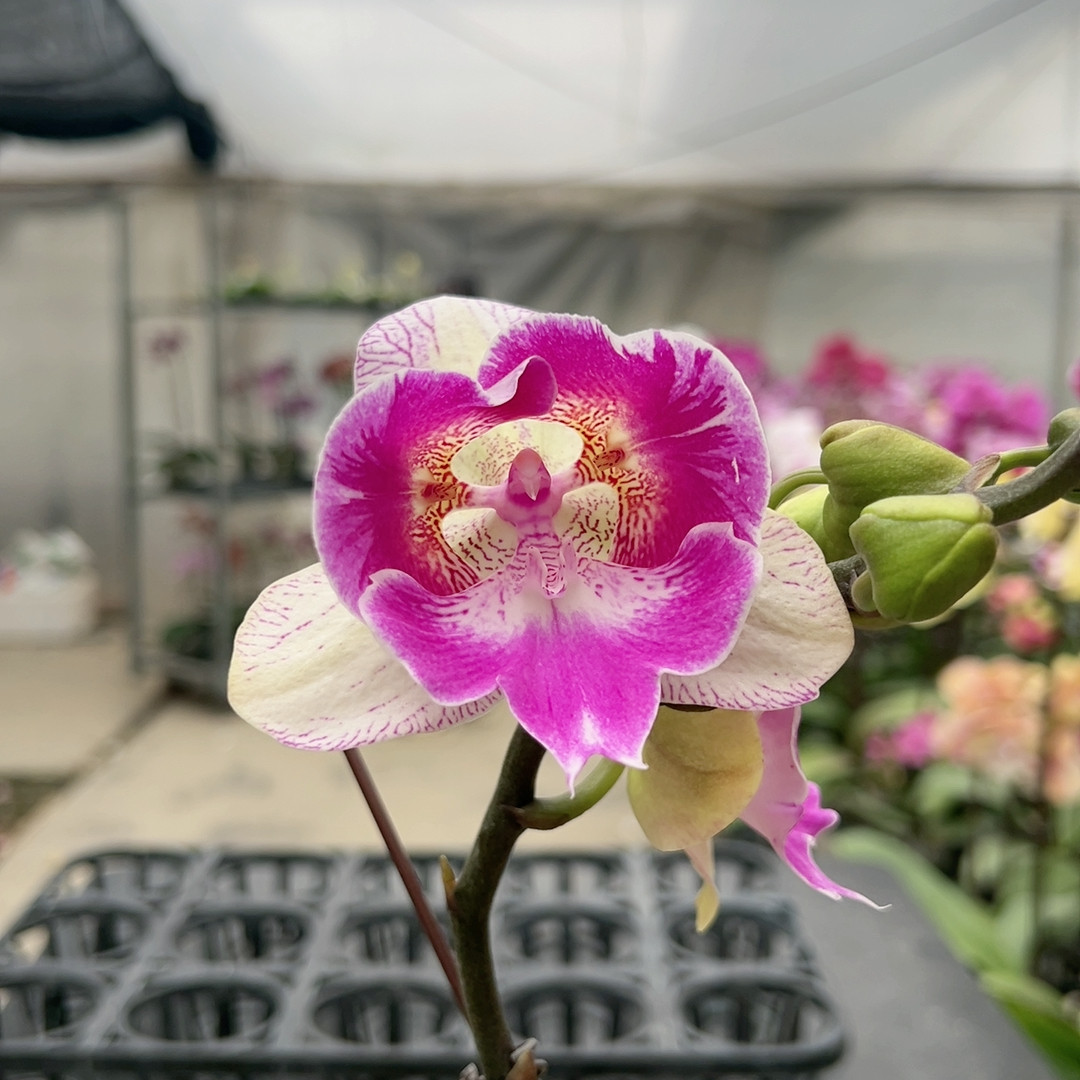 0687梦露两眼变异3.5寸杯,鲜花速递/花卉仿真/绿植园艺,国兰/杂交兰/洋兰类,淘宝优惠券,粉丝福利购,淘宝优惠卷