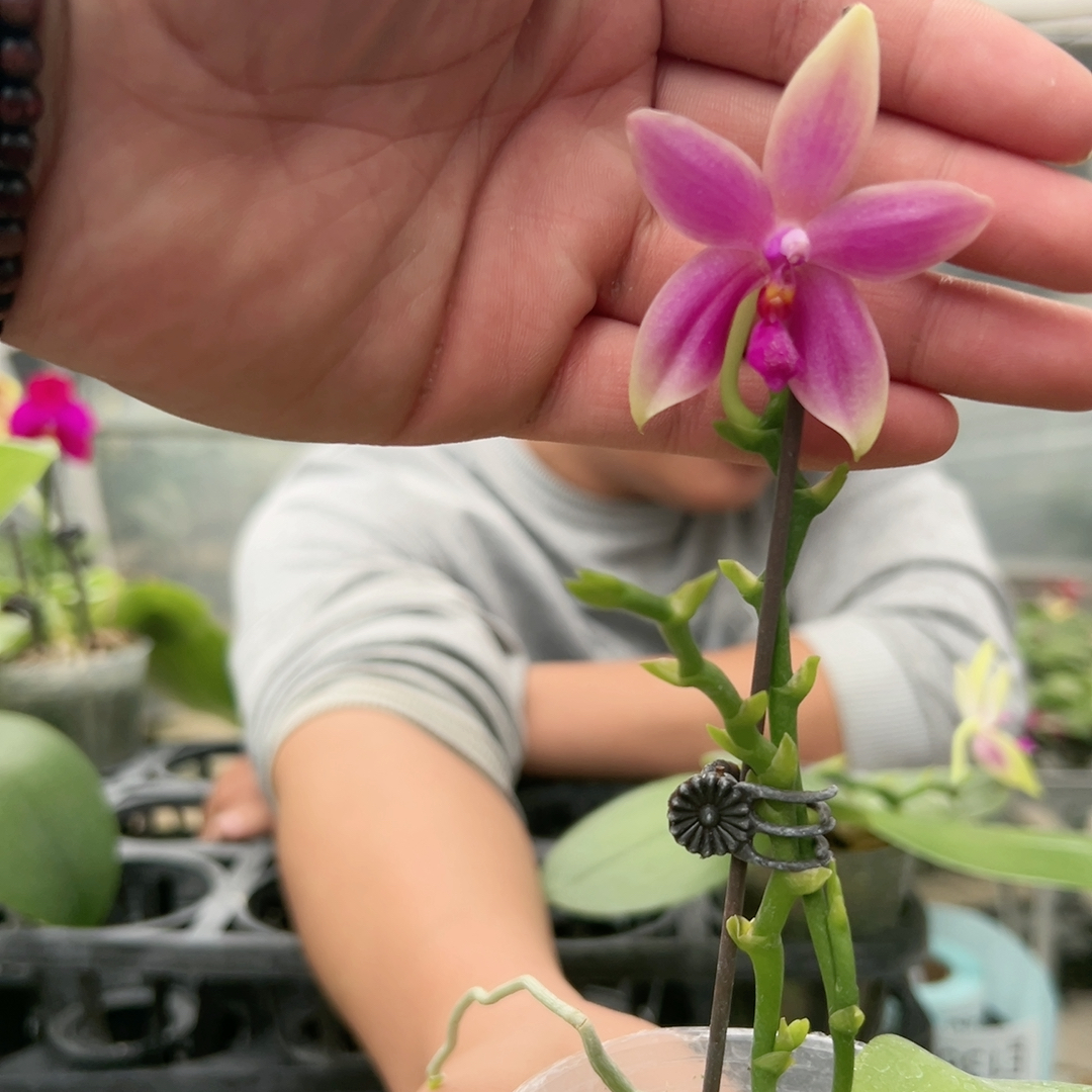 E137。原生种 清仓大甩卖