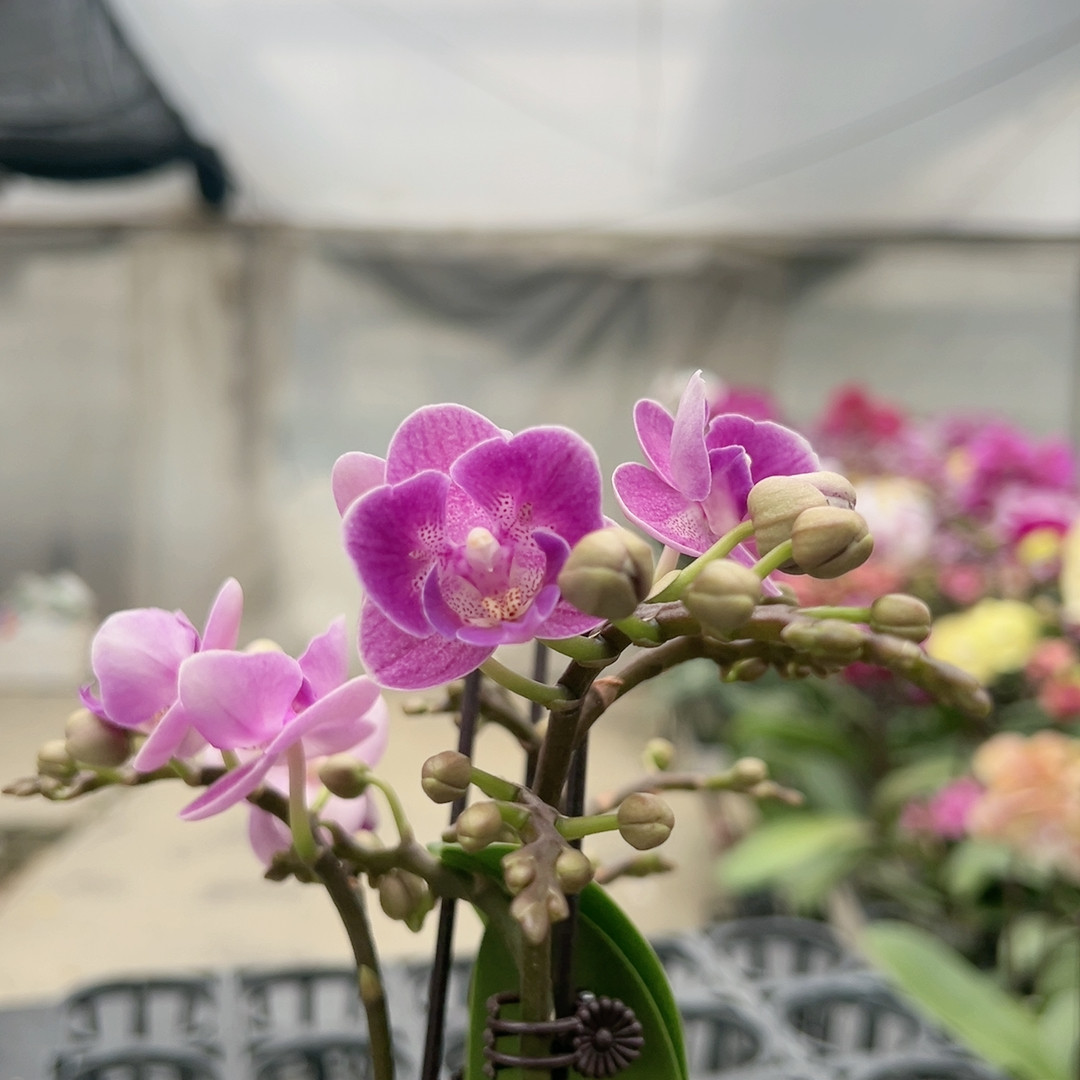 0647欧洲小蓝两眼变异三花剑3.0杯,鲜花速递/花卉仿真/绿植园艺,国兰/杂交兰/洋兰类,淘宝优惠券,粉丝福利购,淘宝优惠卷