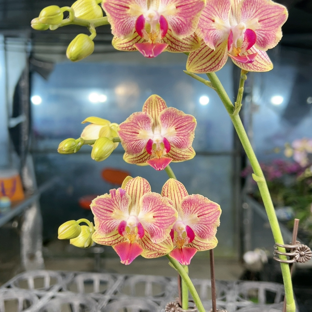 0929 金山两眼变异,鲜花速递/花卉仿真/绿植园艺,国兰/杂交兰/洋兰类,淘宝优惠券,粉丝福利购,淘宝优惠卷