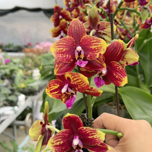 带香维苏威3寸开花