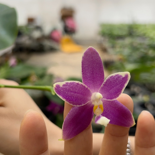 7795原生3花剑2.8杯浓香