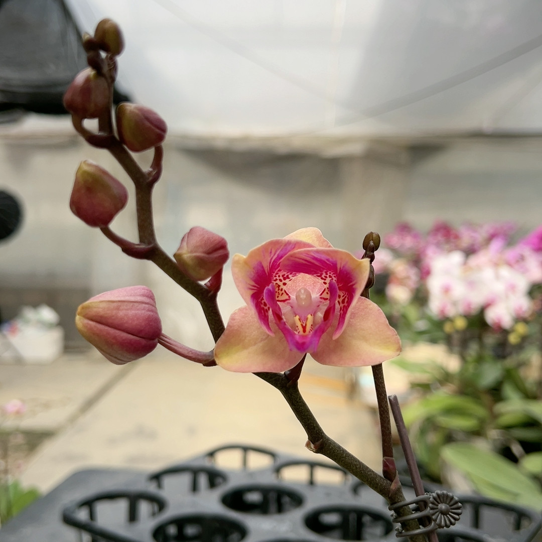 0387牛计小美女两眼带闪边变异双剑3.5寸杯,鲜花速递/花卉仿真/绿植园艺,国兰/杂交兰/洋兰类,淘宝优惠券,粉丝福利购,淘宝优惠卷