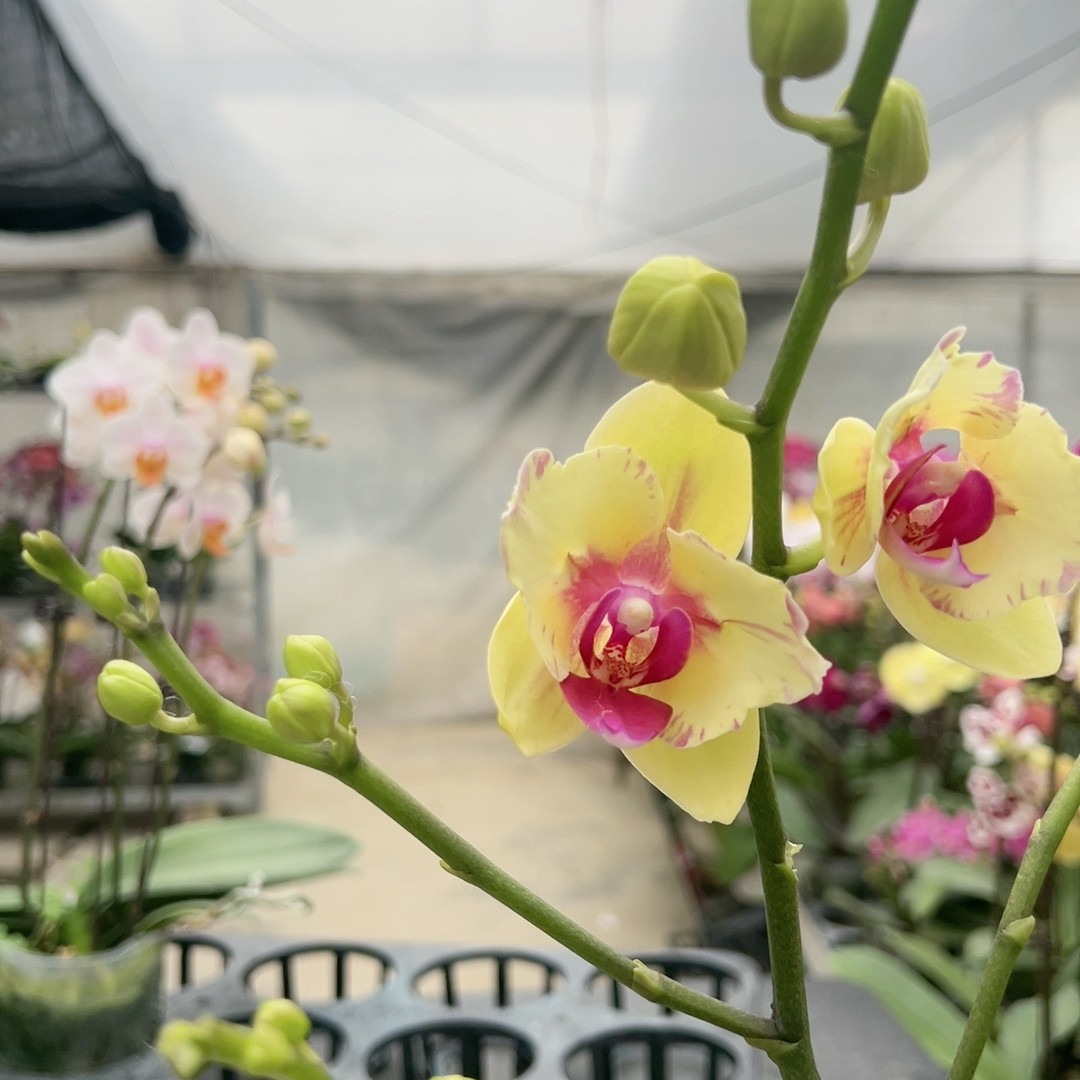 0617朝日两眼破烂边变异3.5寸杯微瑕,鲜花速递/花卉仿真/绿植园艺,国兰/杂交兰/洋兰类,淘宝优惠券,粉丝福利购,淘宝优惠卷