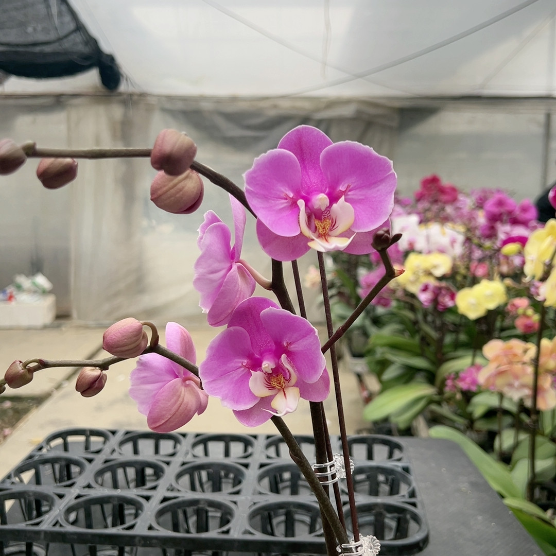 0686安娜两眼破烂边变异3.0杯双剑,鲜花速递/花卉仿真/绿植园艺,国兰/杂交兰/洋兰类,淘宝优惠券,粉丝福利购,淘宝优惠卷