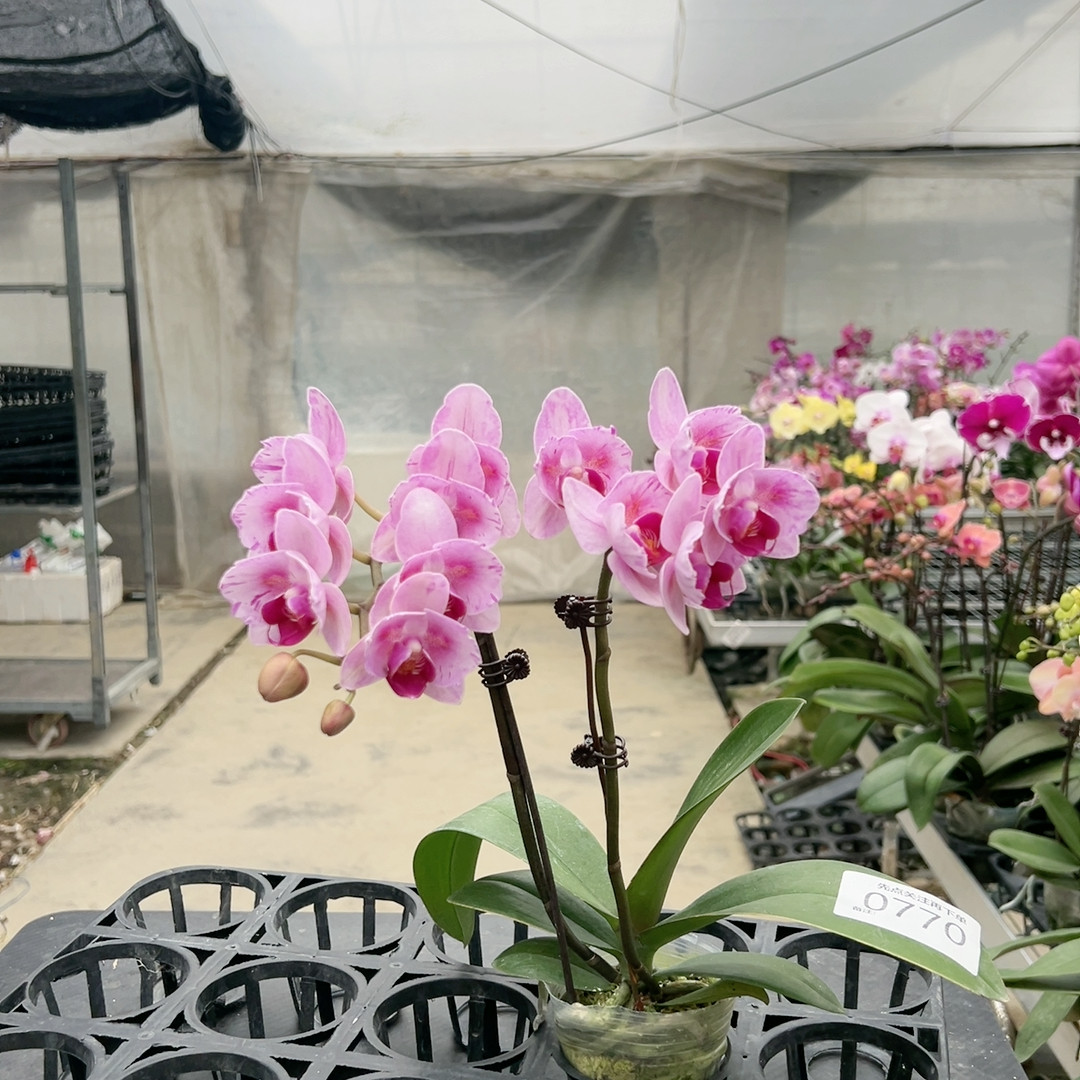 0770杭州美女两眼变异双剑2.8杯,鲜花速递/花卉仿真/绿植园艺,国兰/杂交兰/洋兰类,淘宝优惠券,粉丝福利购,淘宝优惠卷