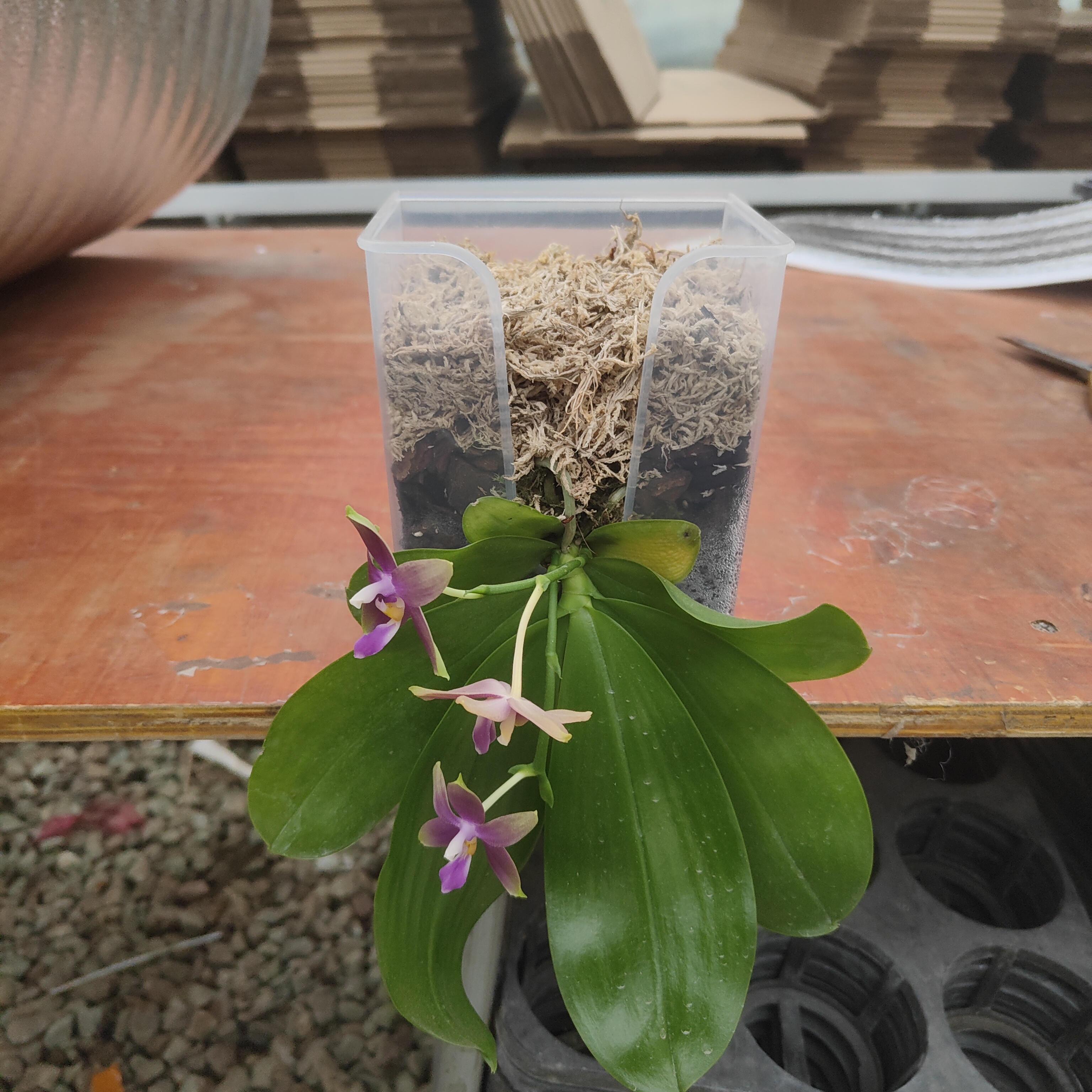 网红爆款 壁挂式纸巾盒款营养杯