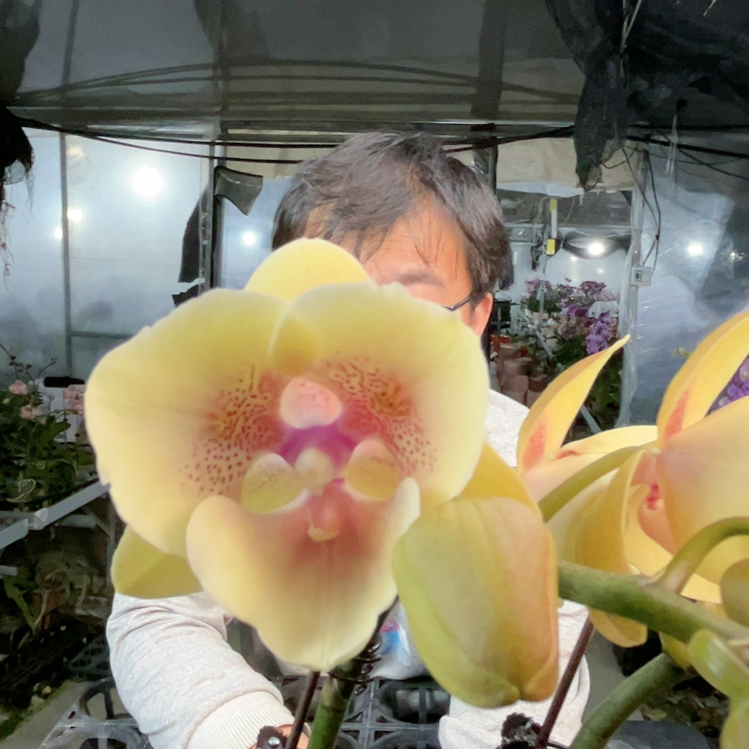 2064。桃面玉唇两眼蕾丝变异双梗,鲜花速递/花卉仿真/绿植园艺,国兰/杂交兰/洋兰类,淘宝优惠券,粉丝福利购,淘宝优惠卷