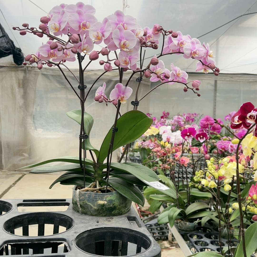 0744罗斯基勒5寸杯,鲜花速递/花卉仿真/绿植园艺,国兰/杂交兰/洋兰类,淘宝优惠券,粉丝福利购,淘宝优惠卷