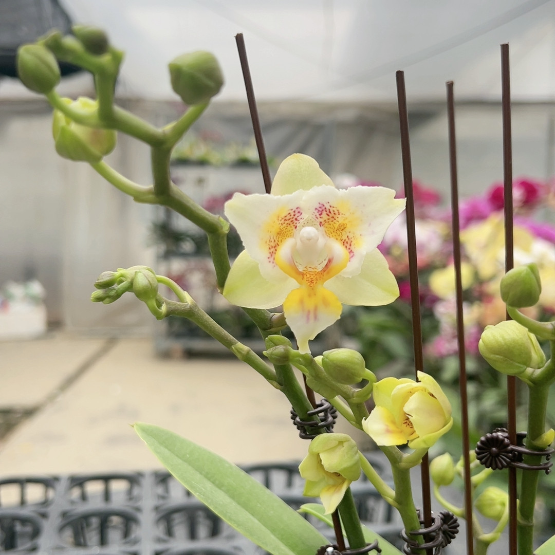 0626天使之眼两眼变异四花剑3寸加高杯,鲜花速递/花卉仿真/绿植园艺,国兰/杂交兰/洋兰类,淘宝优惠券,粉丝福利购,淘宝优惠卷