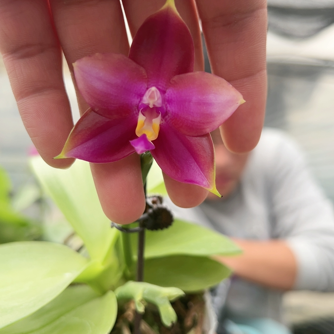 E136。圆胖子原生种 清仓大捡漏