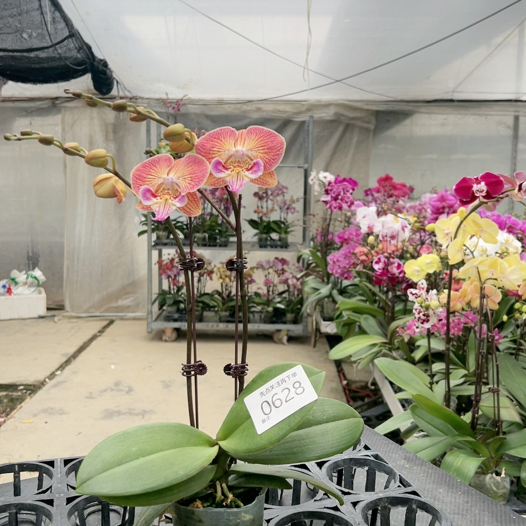 0628金缕衣双剑3.0杯,鲜花速递/花卉仿真/绿植园艺,国兰/杂交兰/洋兰类,淘宝优惠券,粉丝福利购,淘宝优惠卷