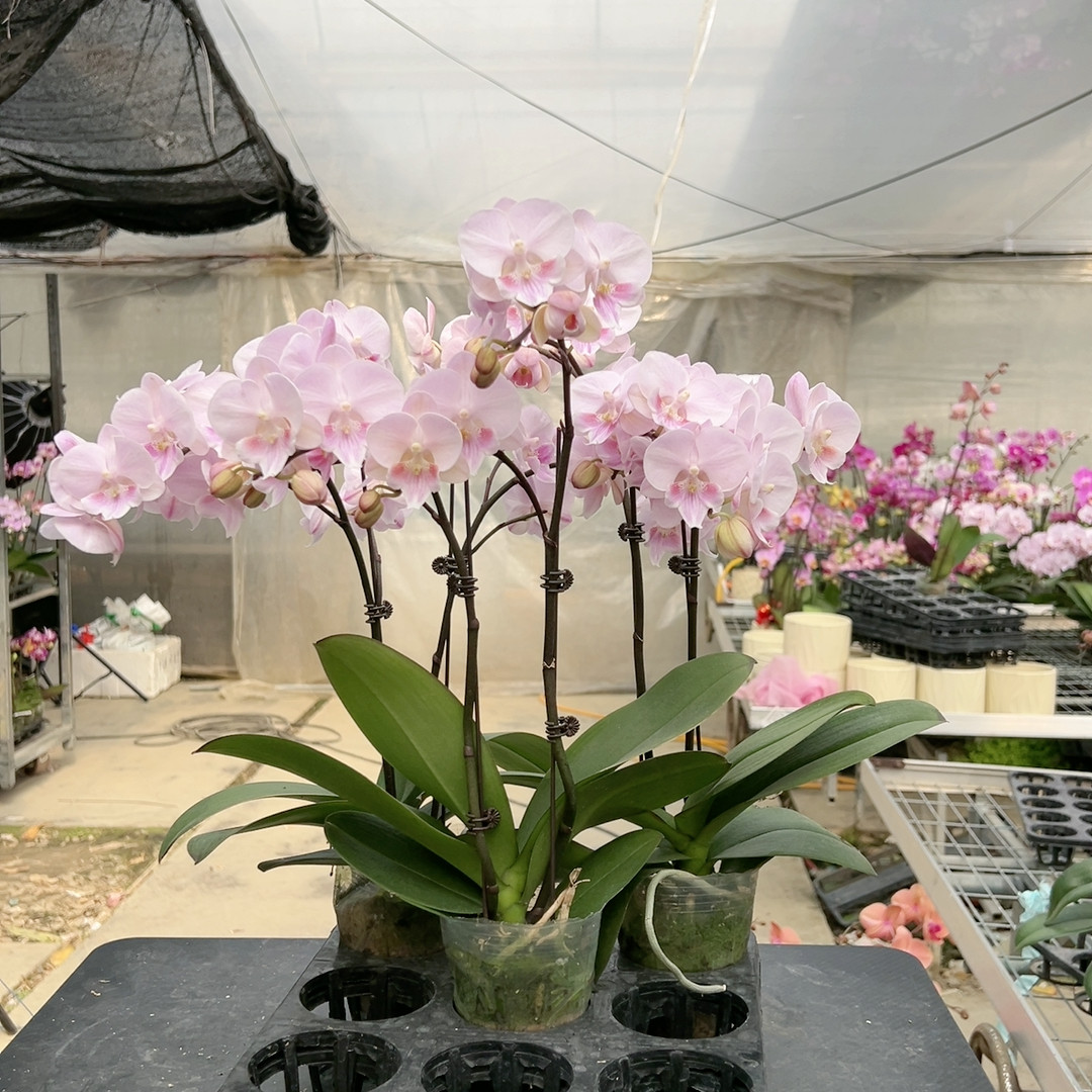 三颗一组粉娇娘双剑3.0杯,鲜花速递/花卉仿真/绿植园艺,国兰/杂交兰/洋兰类,淘宝优惠券,粉丝福利购,淘宝优惠卷