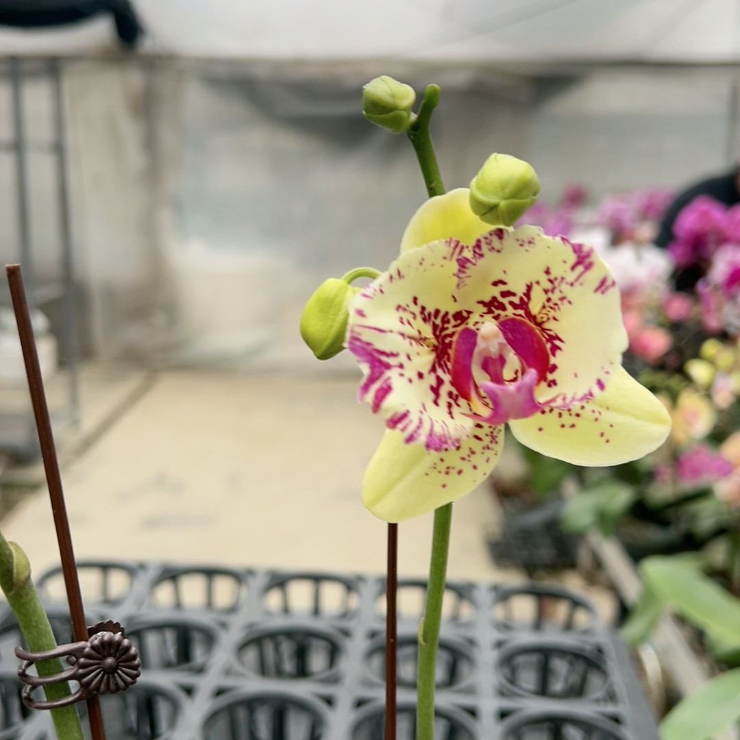 0740麒麟两眼破烂边变异双剑3.0杯,鲜花速递/花卉仿真/绿植园艺,国兰/杂交兰/洋兰类,淘宝优惠券,粉丝福利购,淘宝优惠卷