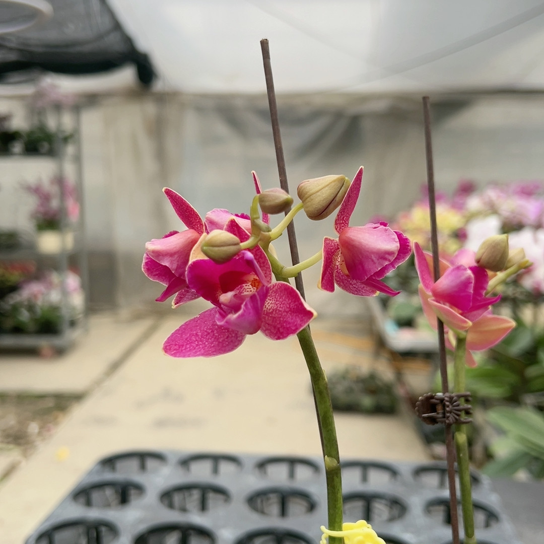 0933红色小花两眼变异双剑2.8杯,鲜花速递/花卉仿真/绿植园艺,国兰/杂交兰/洋兰类,淘宝优惠券,粉丝福利购,淘宝优惠卷