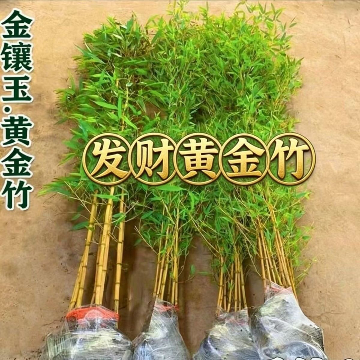 竹子苗黄金竹金竹苗罗汉竹紫竹苗四季青竹庭院风景竹金镶玉竹苗