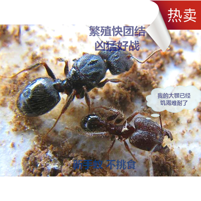 伊大头蚁广大头蚁森大头宠物蚂蚁活体蚁后蚂蚁世界家园工坊 包邮
