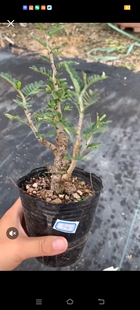 沙漠苏木小苗多肉块根植物