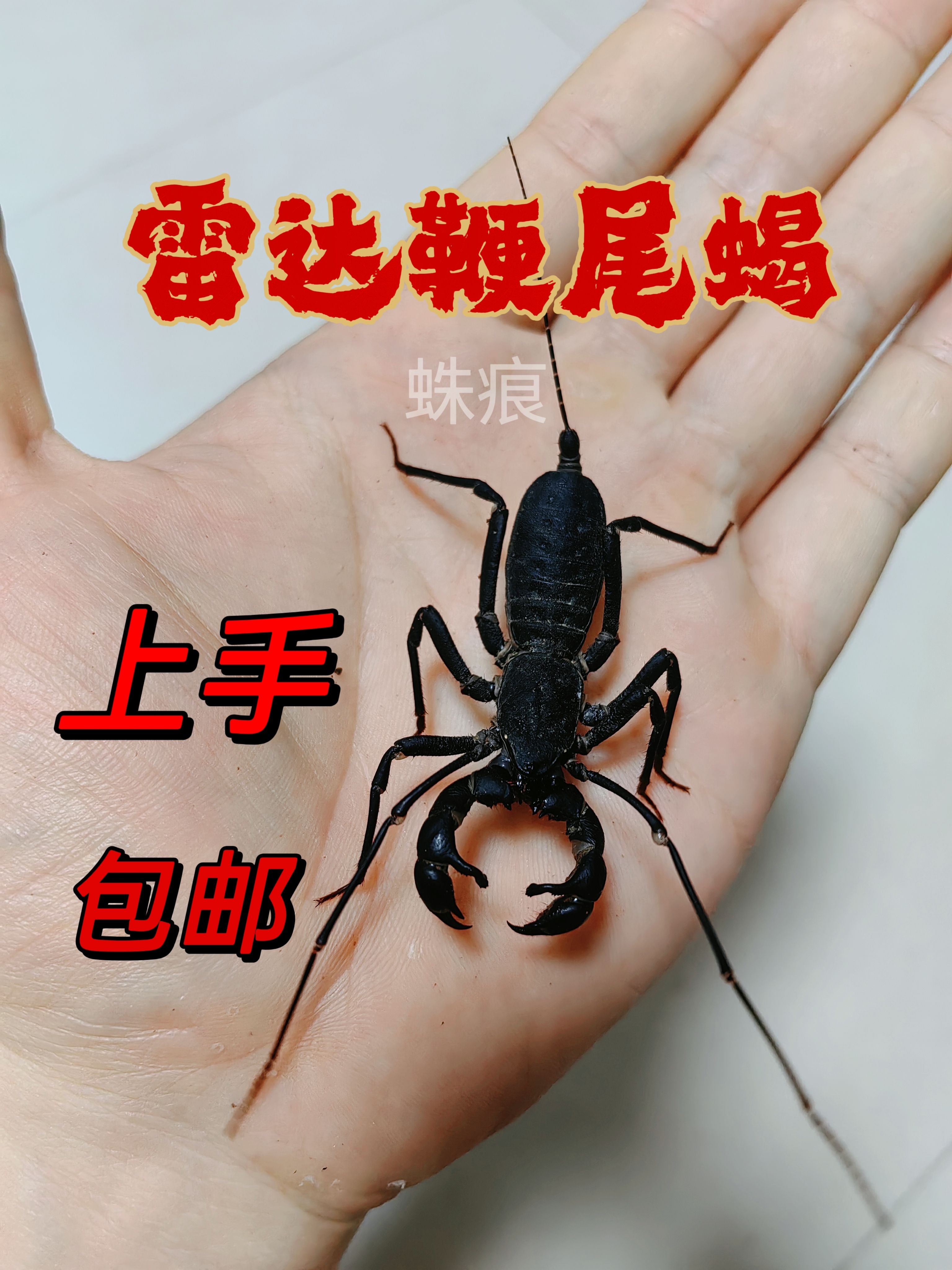 雷达鞭尾蝎雨林宠物蝎子温顺无毒可上学生新手入门可群养上手