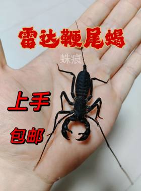 雷达鞭尾蝎雨林宠物蝎子温顺无毒可上学生新手入门可群养上手