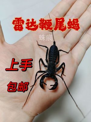 雷达鞭尾蝎雨林宠物蝎子温顺无毒可上学生新手入门可群养上手