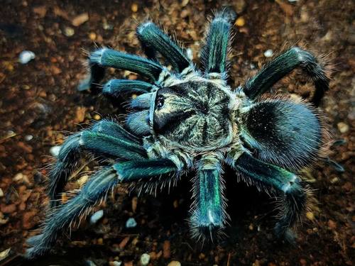 海地蜘蛛宠物pho大型艳丽品种