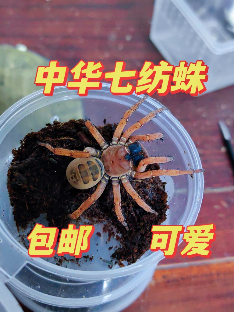 中华七纺蛛3-5CM无毒红色国产节板蜘蛛宠物新手学生入门爬虫油彩