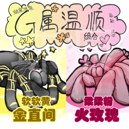 新手温顺品种组合 巴西巨人金直间3-4l苗子