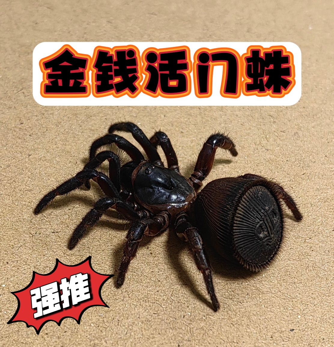 金钱活门蛛稀有珍贵品种
