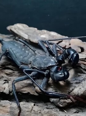 雷达鞭尾蝎宠物蝎活体鞭蝎成体公母包活学生新手入门无毒可群养