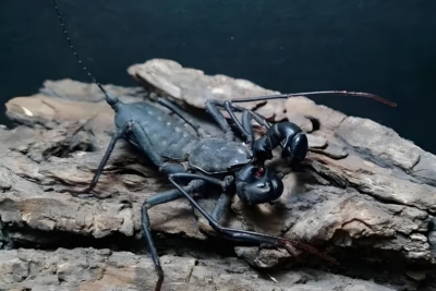 雷达鞭尾蝎宠物蝎活体鞭蝎成体公母包活学生新手入门无毒可群养