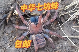 中华华纺蛛铠甲七纺蛛新潮稀奇异宠挖土穴居活门掀盖蜘蛛活体 包邮