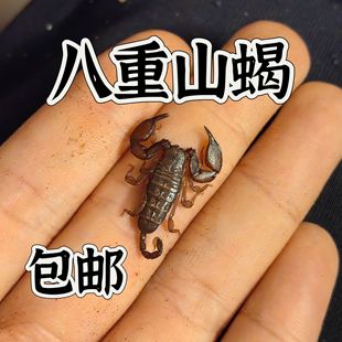 海南八重山蝎子活体温顺低毒单性繁殖宠物异宠新手蝎单性繁殖