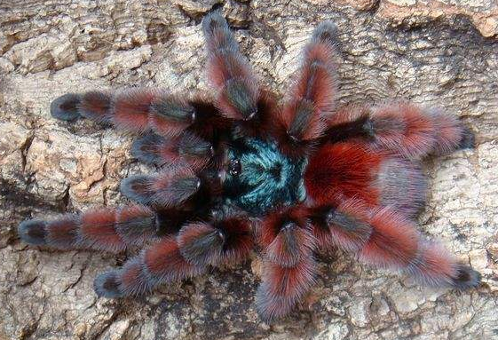 马克提尼油彩粉红趾蜘蛛温顺可上手2-10厘米大幼体粉特价另类宠物