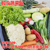 纯露天非反季 农家自种当季 组合装 精品时令蔬菜 节无农药 现摘混装