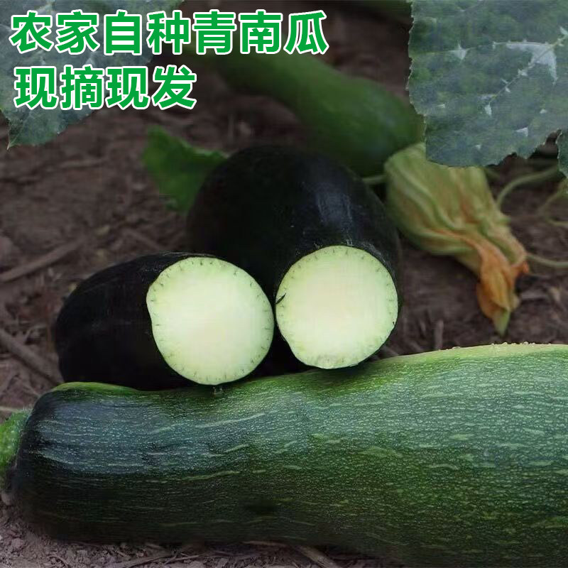 农家房前屋后自种青南瓜嫩南瓜倭瓜当季蔬菜现摘现发黑皮南瓜