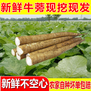现挖牛蒡根新鲜牛旁农产品牛蒡根牛蒡茶原材料非黄牛蒡