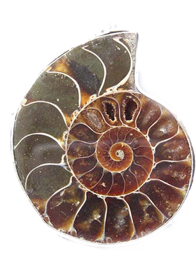 化石天然项链坠斑彩螺