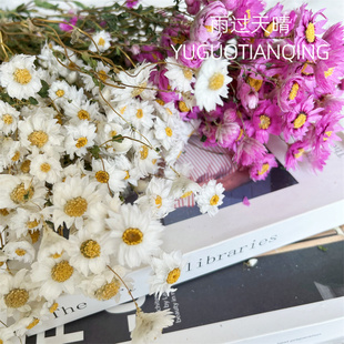 鲁丹鸟蜡菊INS风小清新花束真花鲁丹鸟罗丹斯干花永生花银包菊花