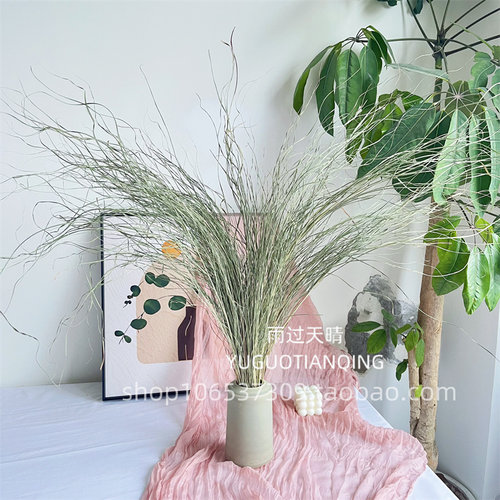 天然干花细叶芒草干花细芦苇草