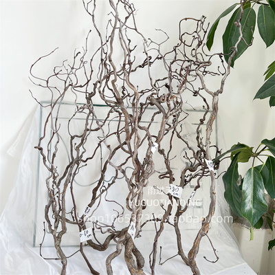 龙枣枝龙枣干枝树枝树干天然装饰