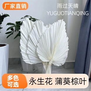 蒲扇干花大蒲扇叶蒲葵叶棕榈叶真花森系软装花材婚庆装饰场景布置