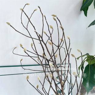 天然干枝玉兰花真花新中式装饰干树枝玉兰枝插花摆设软装橱窗造景