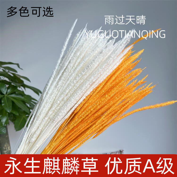 北欧风千丝草麒麟草干花配草干花麒麟草花束DIY插花花材客厅民宿
