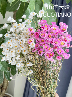 鲁丹鸟蜡菊INS风小清新花束真花鲁丹鸟罗丹斯干花永生花银包菊花