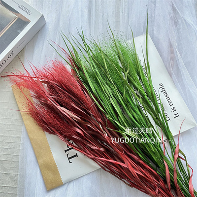 梦幻草永生花喷泉草泉水草永生花天然草花室内造景橱窗美陈设计