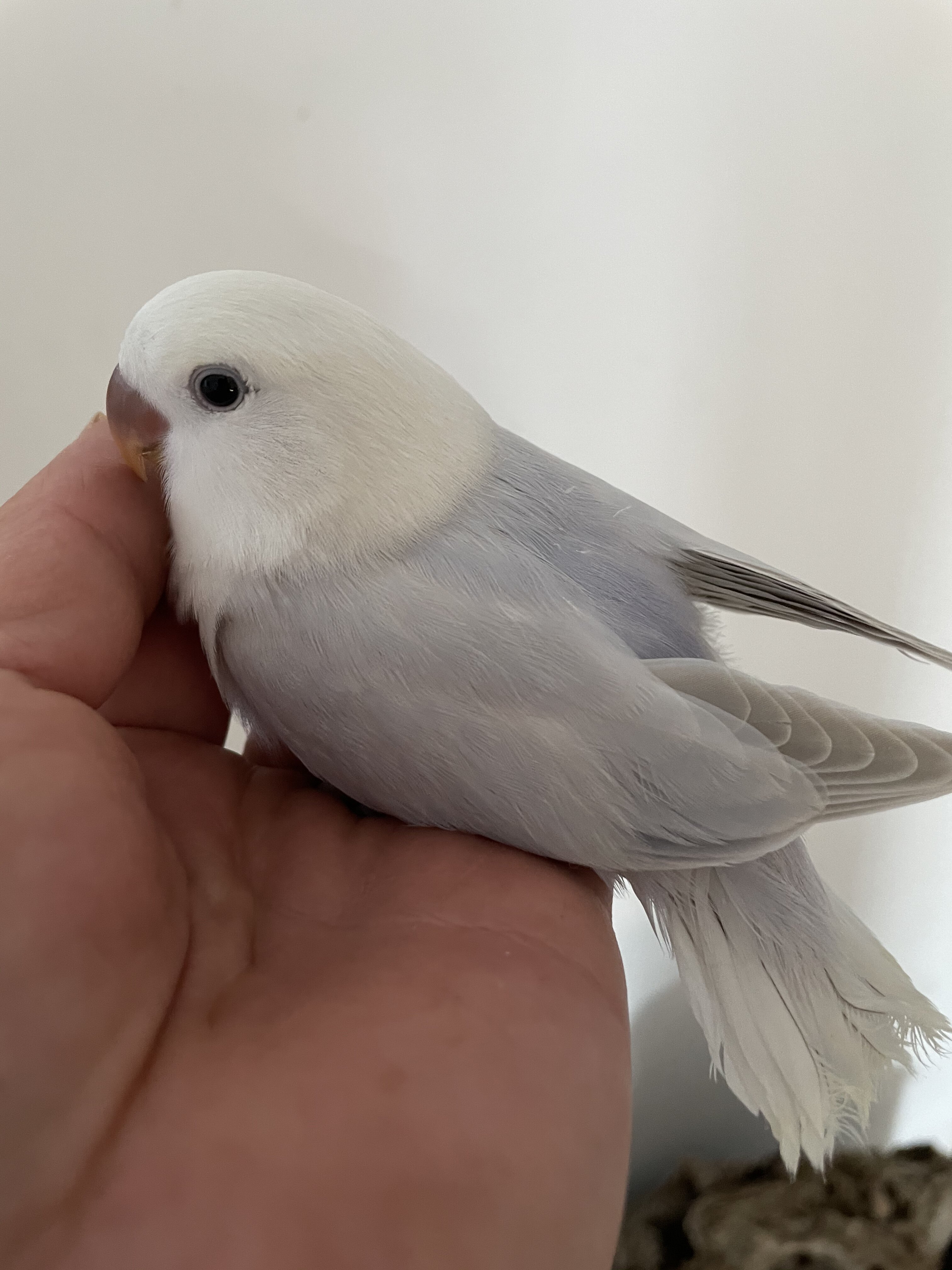 手养亲人紫伊莎牡丹鹦鹉