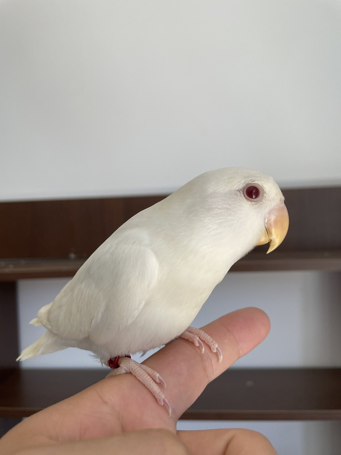 手养亲人白华乐 白闪牡丹鹦鹉